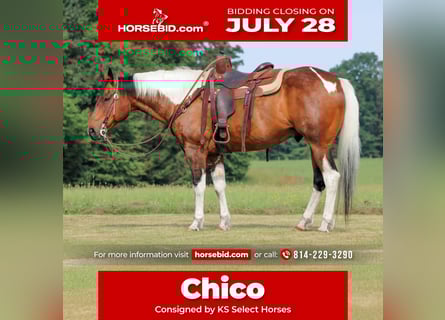 American Paint Horse, Hongre, 12 Ans, 152 cm, Pinto