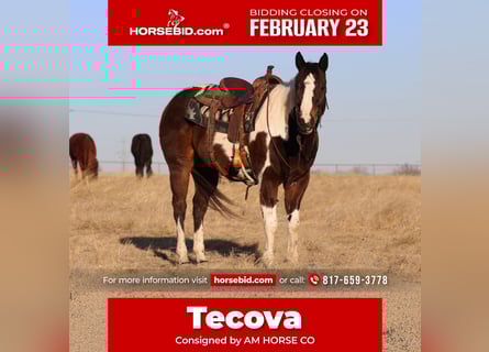 American Paint Horse, Hongre, 12 Ans, 155 cm, Pinto