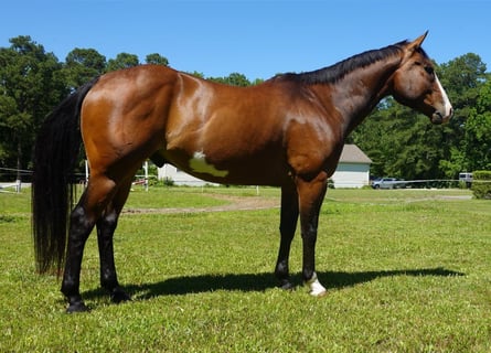 American Paint Horse, Hongre, 12 Ans, 157 cm, Overo-toutes couleurs