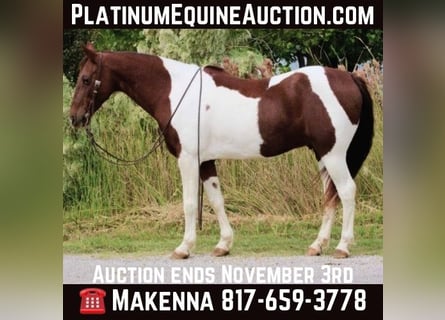 American Paint Horse, Hongre, 13 Ans, 135 cm, Alezan brûlé