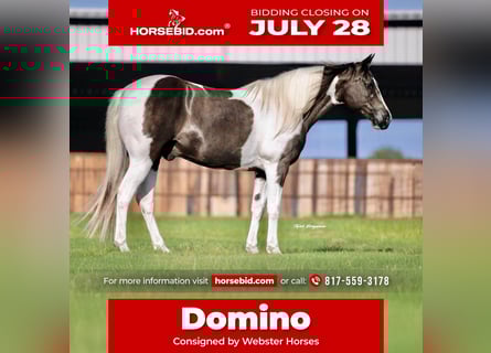 American Paint Horse, Hongre, 13 Ans, 147 cm, Pinto