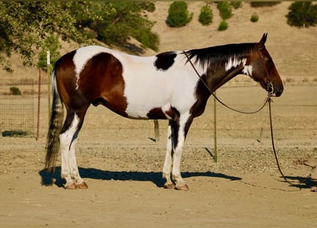 American Paint Horse, Hongre, 13 Ans, 152 cm, Tobiano-toutes couleurs