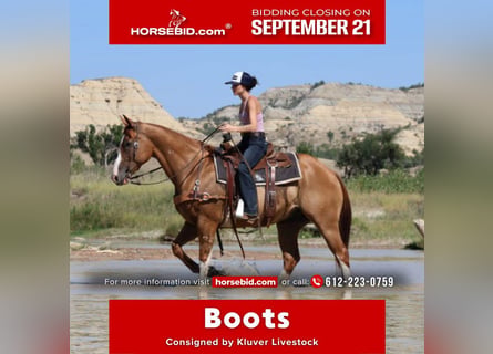 American Paint Horse, Hongre, 13 Ans, Alezan cuivré