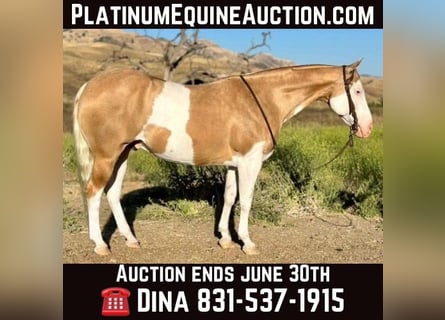 American Paint Horse, Hongre, 13 Ans, Palomino
