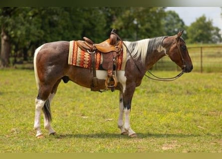 American Paint Horse, Hongre, 14 Ans, 147 cm, Tobiano-toutes couleurs