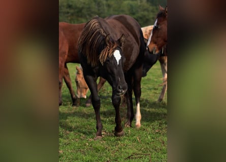 American Paint Horse, Hongre, 1 Année, 148 cm, Noir