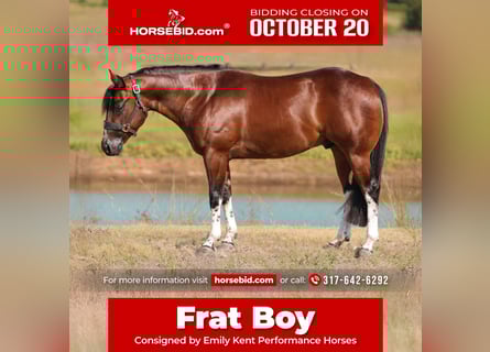 American Paint Horse, Hongre, 3 Ans, 145 cm, Tobiano-toutes couleurs