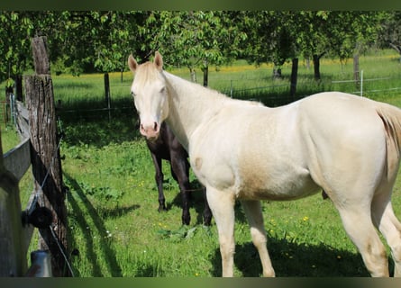 American Paint Horse, Hongre, 3 Ans, 147 cm