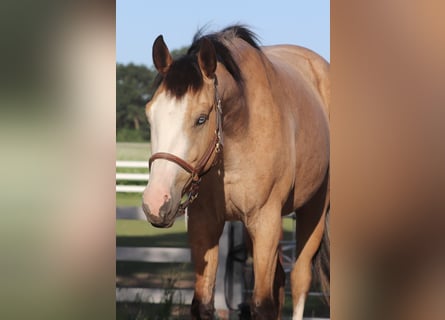 American Paint Horse Croisé, Hongre, 3 Ans, 150 cm, Buckskin