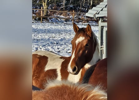 American Paint Horse, Hongre, 3 Ans, 152 cm, Pinto