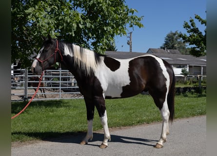 American Paint Horse, Hongre, 3 Ans, 155 cm, Tobiano-toutes couleurs