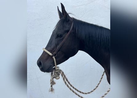 American Paint Horse, Hongre, 4 Ans, 151 cm, Bai brun