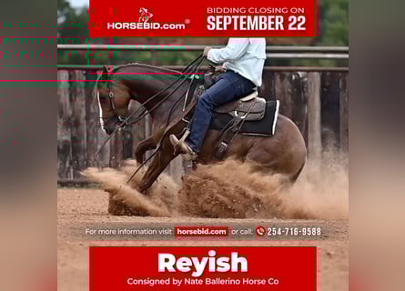 American Paint Horse, Hongre, 5 Ans, 142 cm, Alezan cuivré