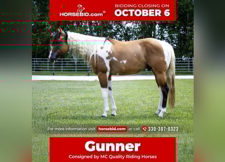 American Paint Horse, Hongre, 5 Ans, 147 cm, Isabelle