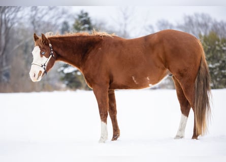 American Paint Horse, Hongre, 5 Ans, 157 cm, Overo-toutes couleurs