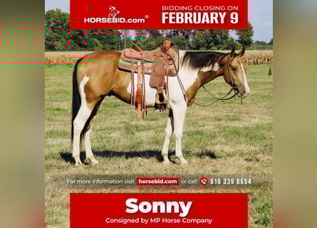 American Paint Horse, Hongre, 5 Ans, 157 cm, Pinto