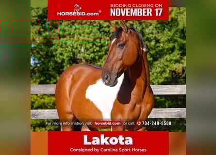 American Paint Horse Croisé, Hongre, 5 Ans, 157 cm, Pinto