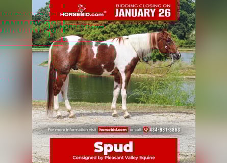 American Paint Horse, Hongre, 5 Ans, 157 cm, Tobiano-toutes couleurs