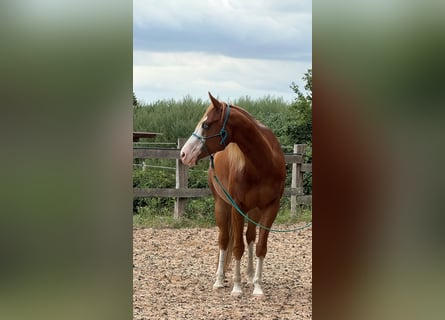 American Paint Horse, Hongre, 5 Ans, 160 cm, Alezan