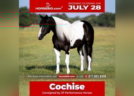 American Paint Horse, Hongre, 6 Ans, 147 cm, Pinto