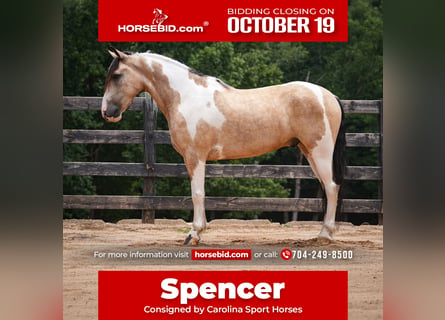 American Paint Horse Croisé, Hongre, 6 Ans, Pinto