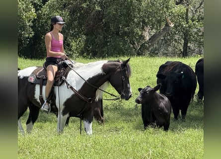 American Paint Horse, Hongre, 7 Ans, 147 cm, Pinto