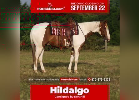 American Paint Horse, Hongre, 7 Ans, 152 cm, Pinto