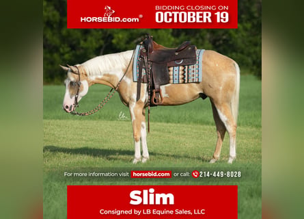American Paint Horse, Hongre, 7 Ans, 152 cm, Pinto