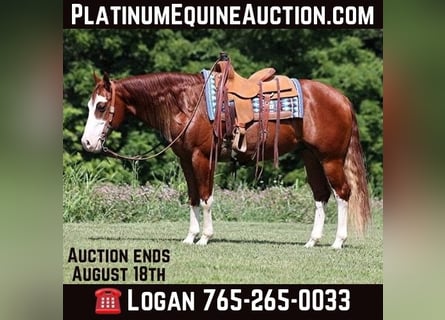 American Paint Horse, Hongre, 7 Ans, 155 cm, Overo-toutes couleurs