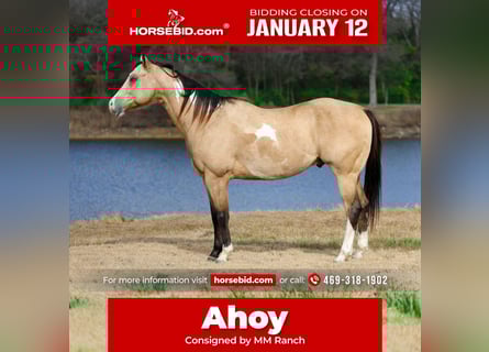 American Paint Horse, Hongre, 7 Ans, 157 cm, Buckskin