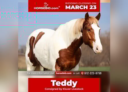 American Paint Horse, Hongre, 7 Ans, 157 cm, Pinto