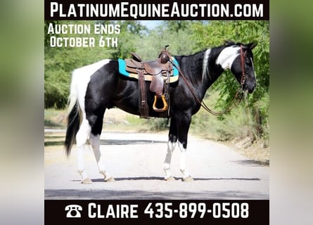 American Paint Horse, Hongre, 7 Ans, 157 cm, Tobiano-toutes couleurs