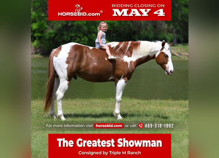 American Paint Horse, Hongre, 7 Ans, Alezan cuivré