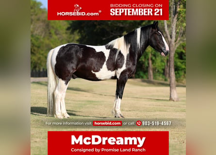 American Paint Horse Croisé, Hongre, 7 Ans, Pinto