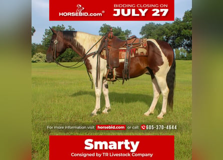 American Paint Horse, Hongre, 8 Ans, Pinto