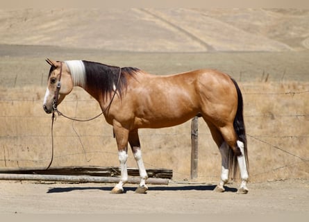 American Paint Horse, Hongre, 8 Ans, Tobiano-toutes couleurs