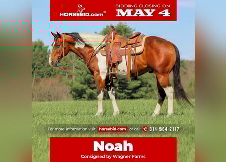 American Paint Horse, Hongre, 9 Ans, 152 cm, Pinto