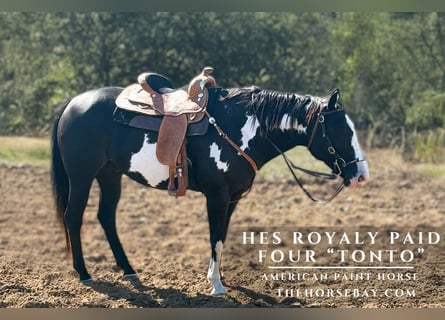 American Paint Horse, Hongre, 9 Ans, 155 cm, Tobiano-toutes couleurs
