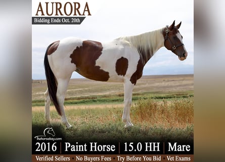 American Paint Horse, Jument, 10 Ans, 152 cm, Tobiano-toutes couleurs