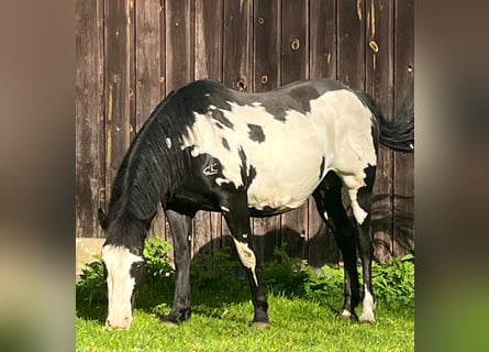 American Paint Horse, Jument, 11 Ans, 151 cm, Overo-toutes couleurs