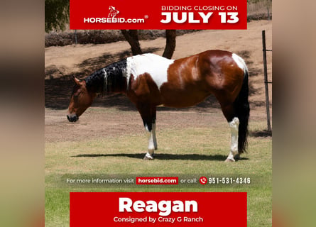 American Paint Horse, Jument, 11 Ans, Pinto