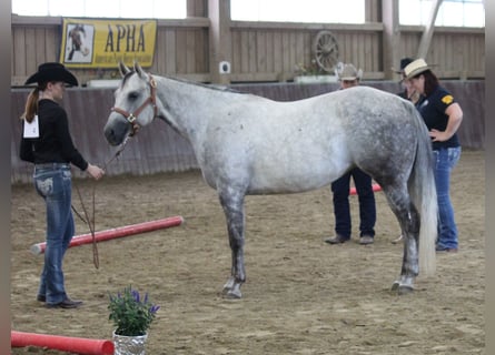 American Paint Horse, Jument, 13 Ans, 153 cm, Gris