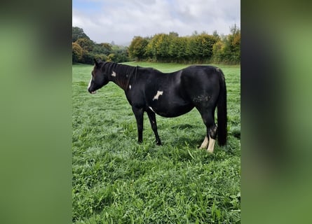 American Paint Horse, Jument, 14 Ans