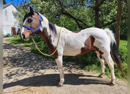 American Paint Horse, Jument, 19 Ans, Overo-toutes couleurs