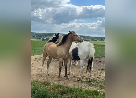 American Paint Horse Croisé, Jument, 1 Année, 146 cm, Champagne