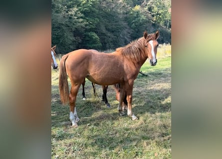 American Paint Horse Croisé, Jument, 1 Année, 150 cm, Alezan dun