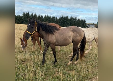 American Paint Horse, Jument, 2 Ans, 146 cm, Grullo
