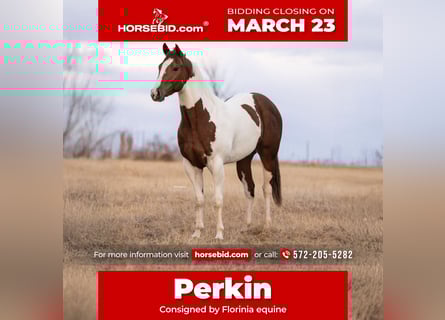 American Paint Horse, Jument, 3 Ans, 152 cm, Pinto