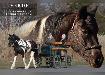 American Paint Horse, Jument, 5 Ans, 152 cm, Noir