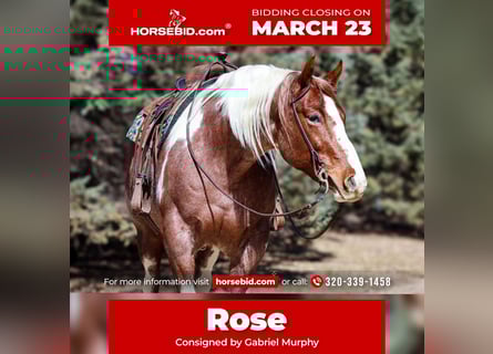 American Paint Horse, Jument, 6 Ans, 160 cm, Rouan Rouge